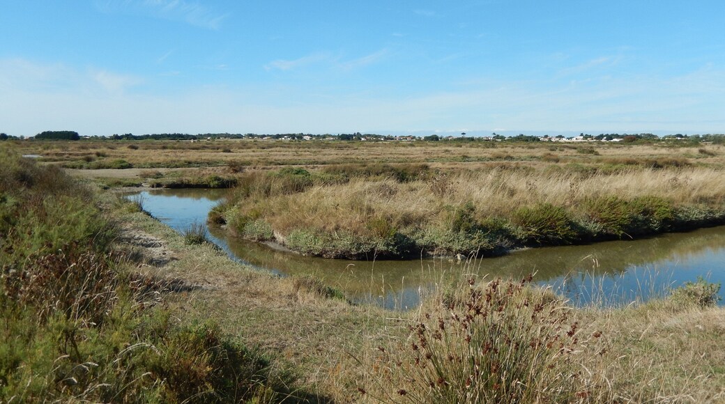 Le « Grand Marais » au sud de la commune de La-Brée-Les-Bains, sur l'île d'Oléron.