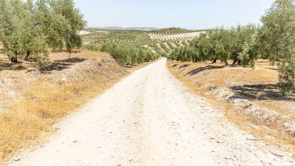 a gravel road through olive groves next to Baena, province of Cordoba, Andalusia, Spain