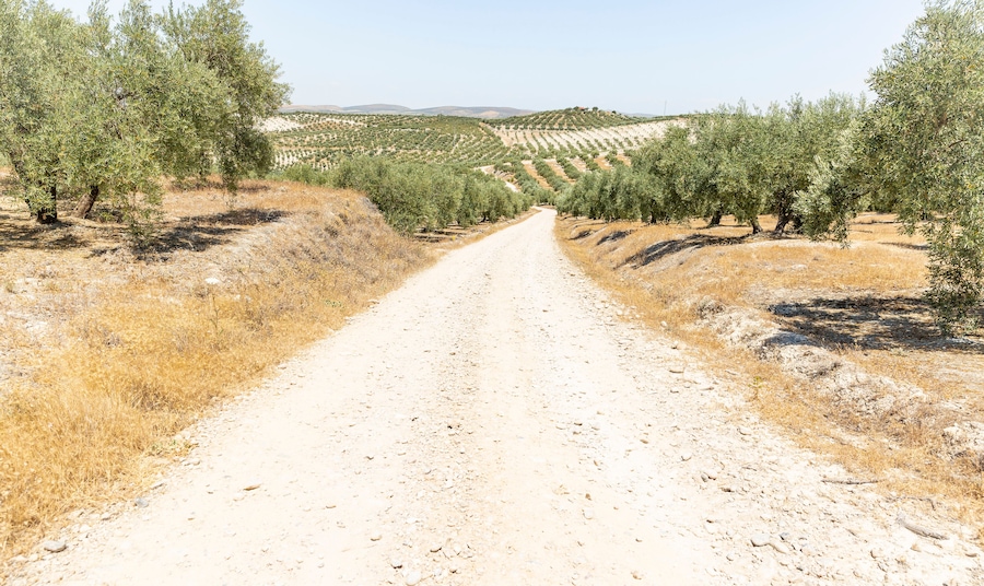 a gravel road through olive groves next to Baena, province of Cordoba, Andalusia, Spain