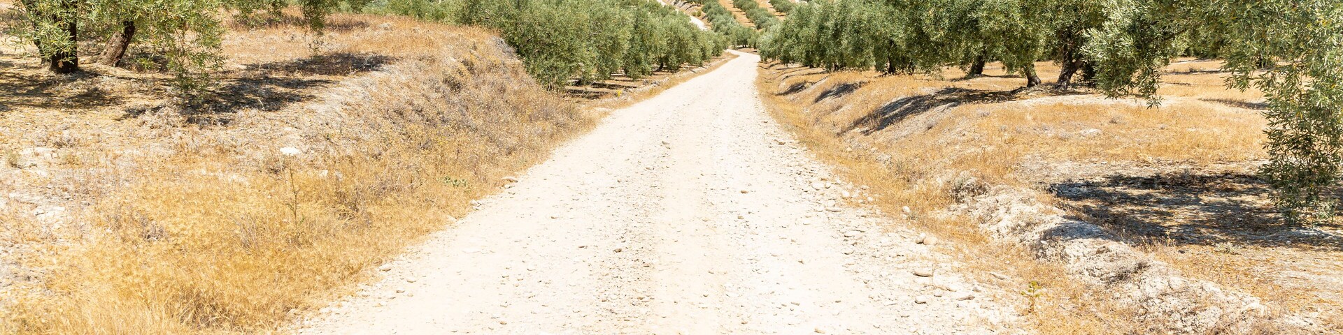 A dirt road flanked by rows of olive trees in a hilly landscape.