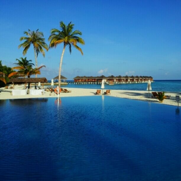 A clear blue pool surrounded by palm trees and overwater bungalows.