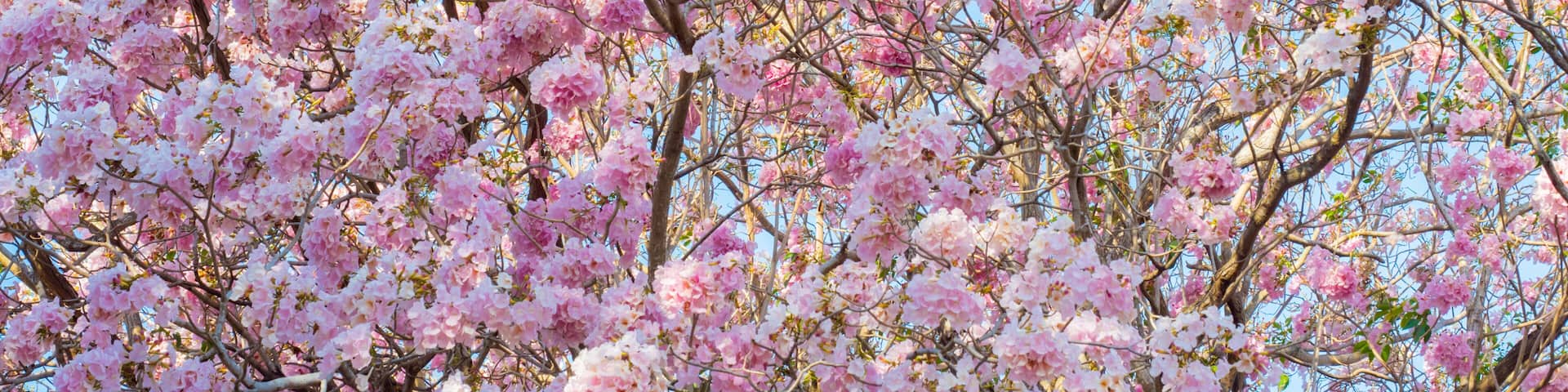 Chompoo Pantip sweet pink flower in Thailand