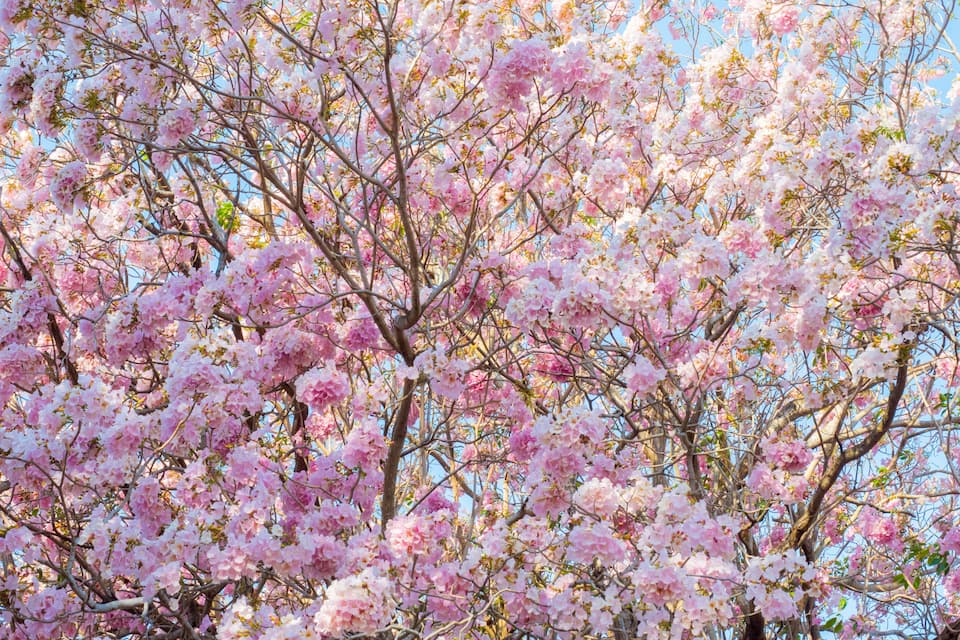 A tree full of pink blossoms against a clear blue sky.