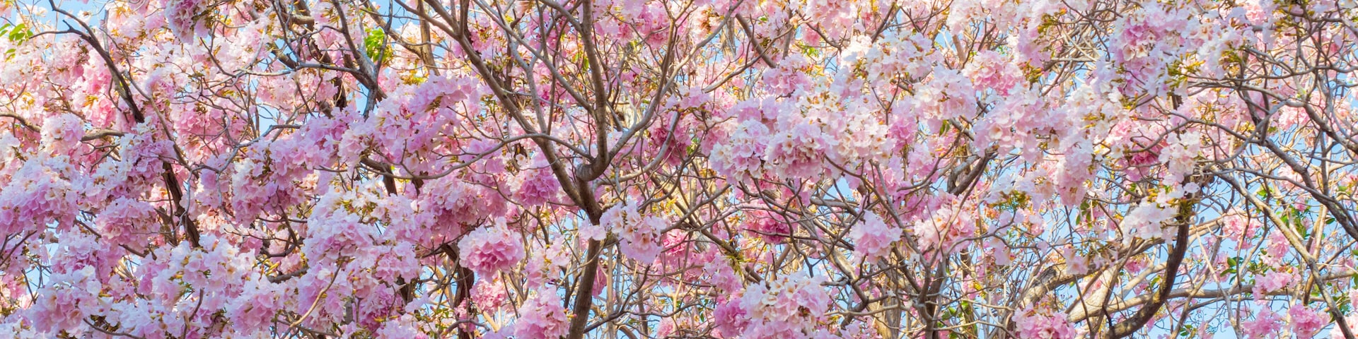 Chompoo Pantip sweet pink flower in Thailand