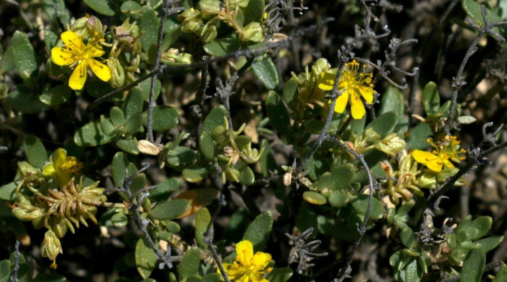 Campo de Belchite, Aragon, Spain