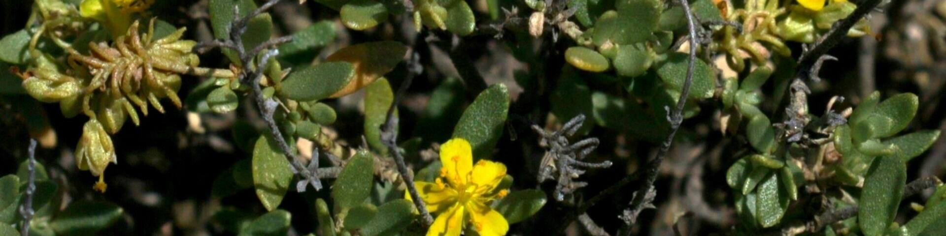 Campo de Belchite, Aragon, Spain