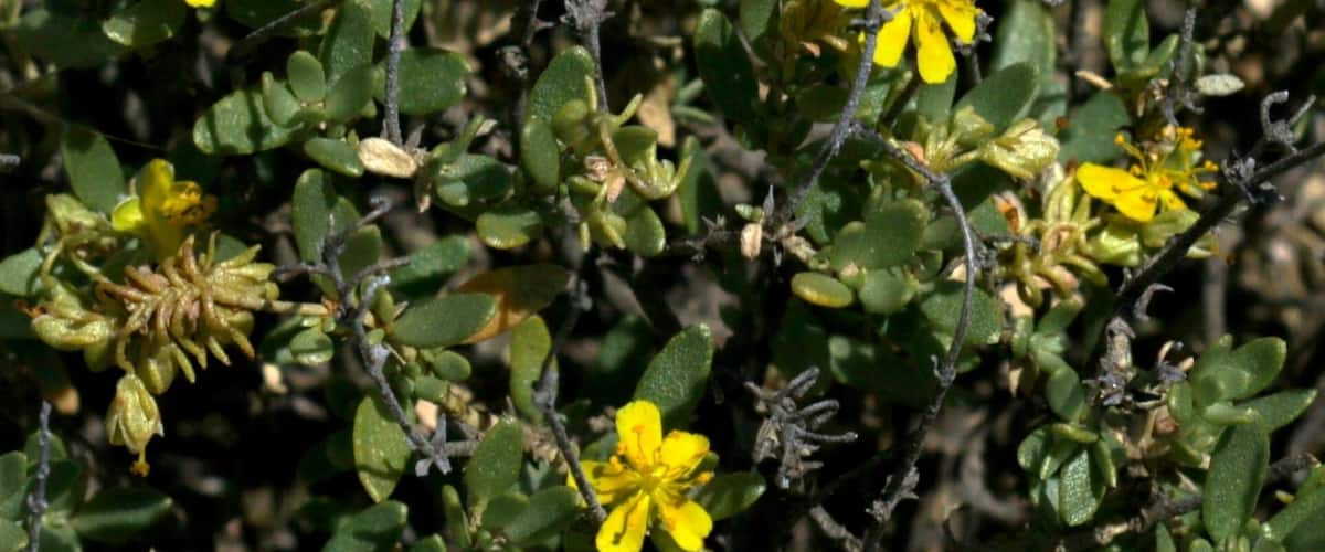 Yellow flowers and green foliage in a natural setting.