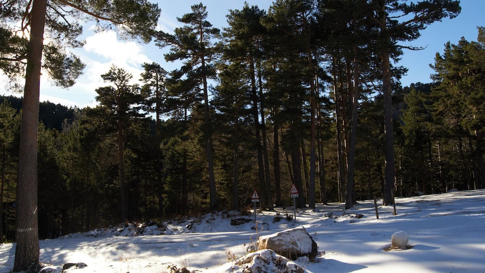 A snowy forest with tall pine trees and a warning sign.