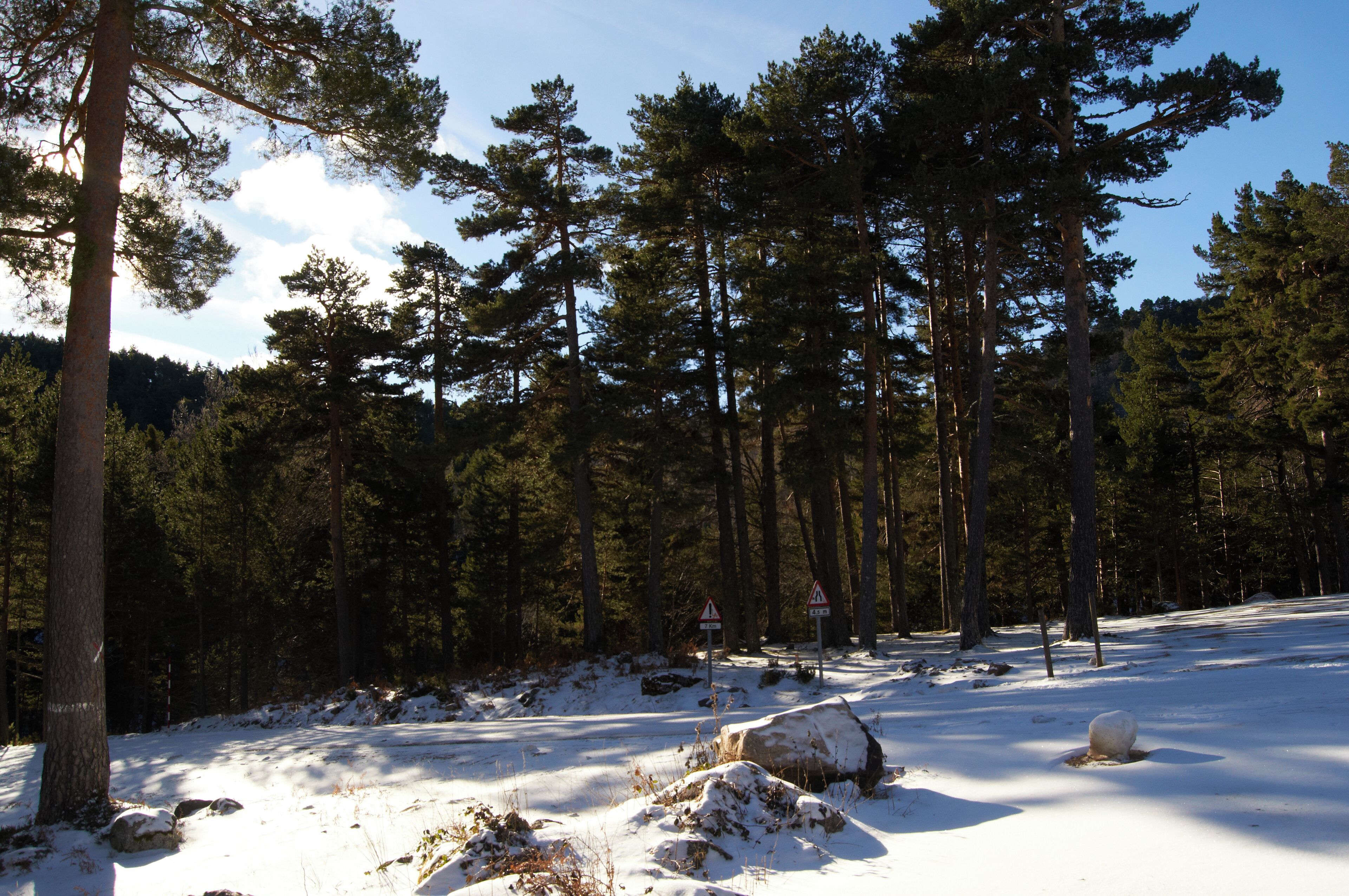 A snowy forest with tall pine trees and a warning sign.