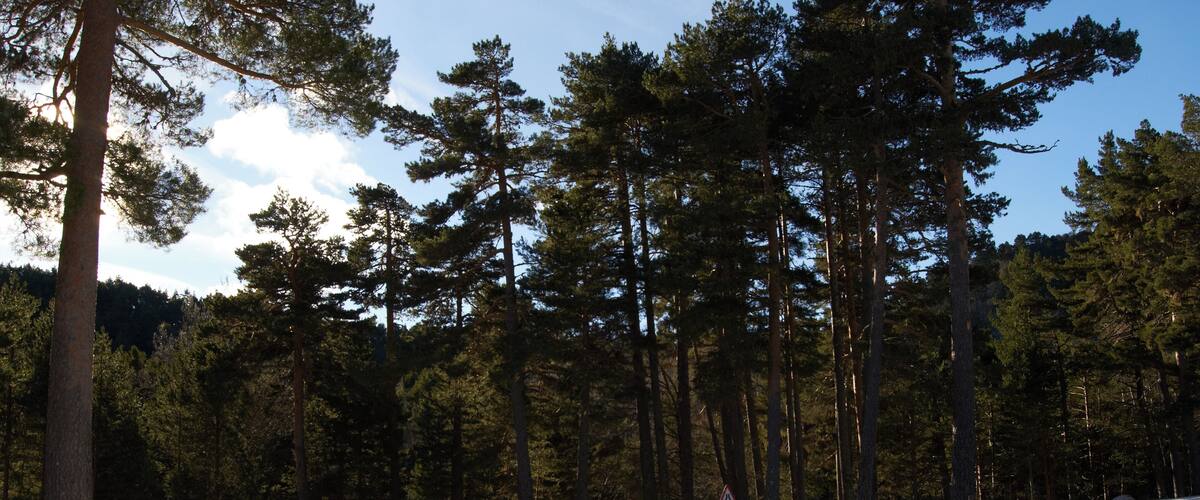 A snowy forest with tall pine trees and a warning sign.