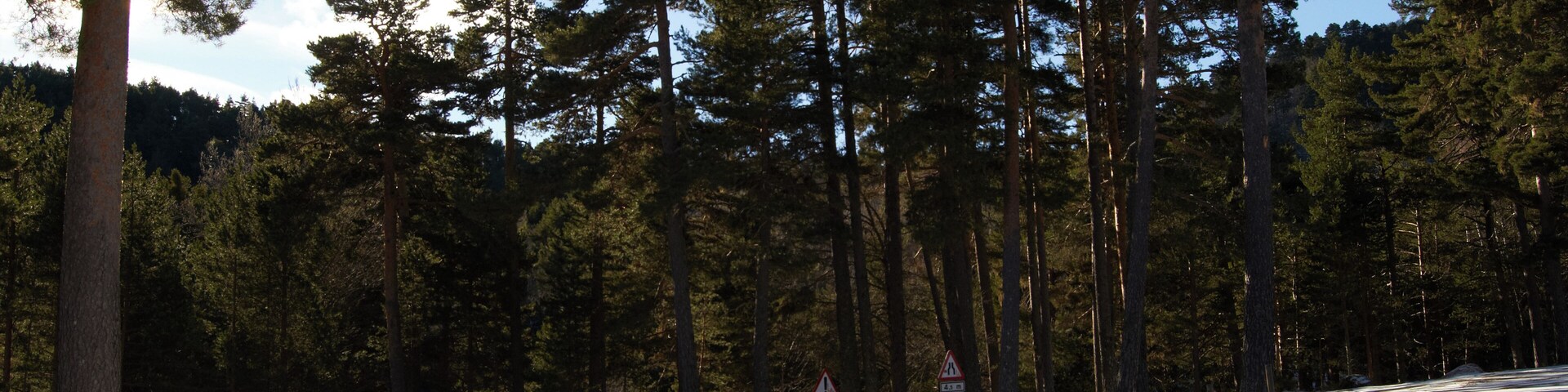 A snowy forest with tall pine trees and a warning sign.
