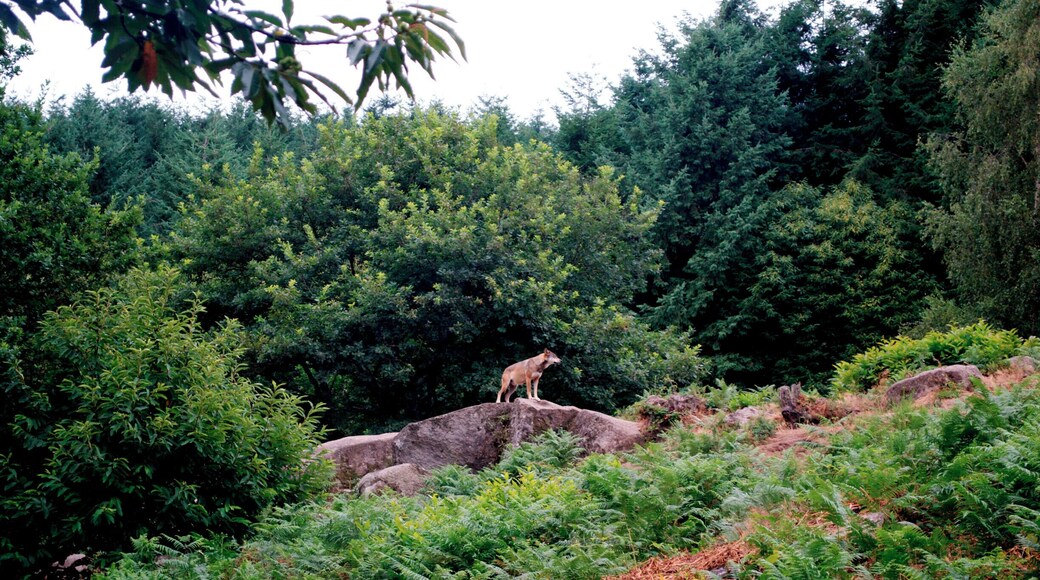 Great place to safely see wolves without them being locked up in too small cages. In fact, it feels more like the people are in the cages and the wolves are free.
