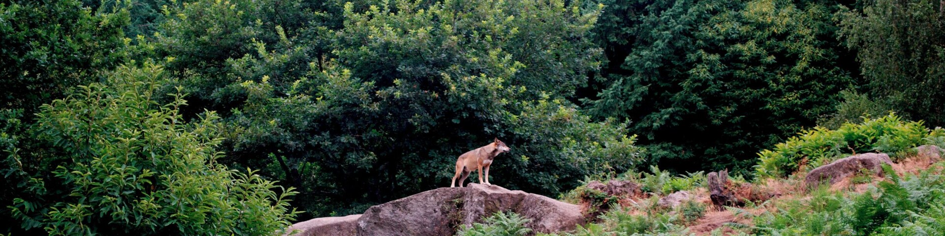 Great place to safely see wolves without them being locked up in too small cages. In fact, it feels more like the people are in the cages and the wolves are free.