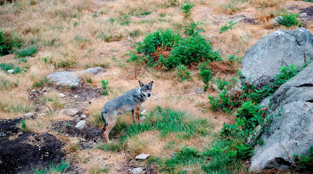 This is a great animal park to pay a visit to if you're in the Limousin. The wolves are not exactly free roaming, but they do have a big enclosure of natural woods so they can definitely hide from the tourists if they feel like it!
