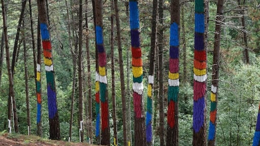 Wonderful painted forest, near Bilbao.