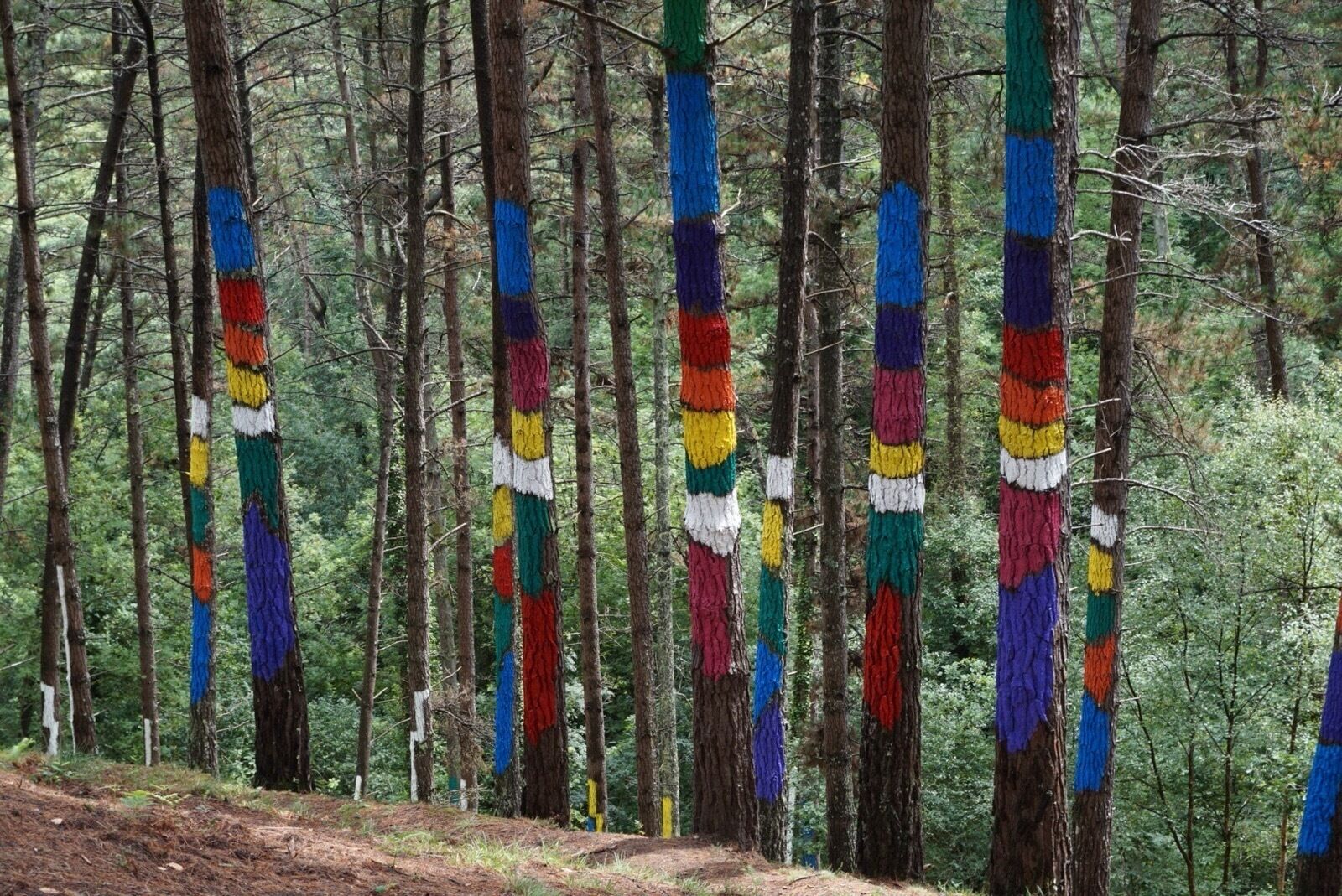 A forest with trees painted in colorful stripes.