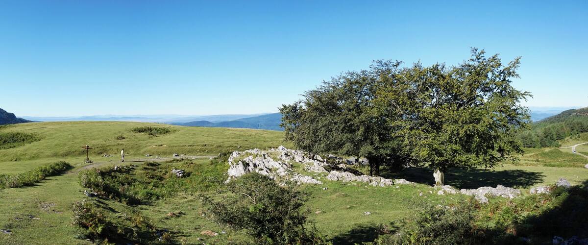 A grassy hillside with a large tree, rocky outcrops, and distant mountains under a clear blue sky.