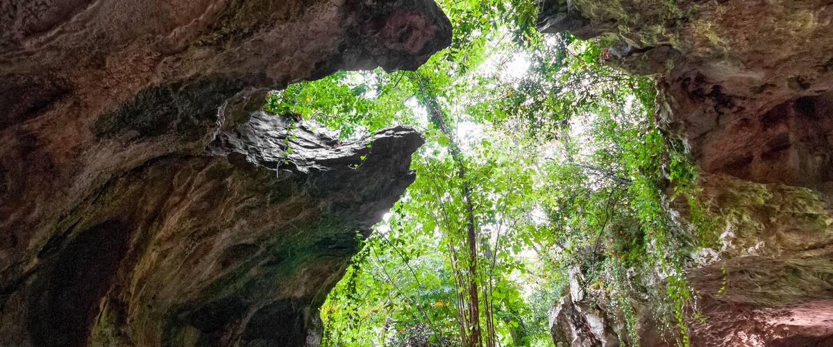 A cave with a natural archway and lush greenery inside.