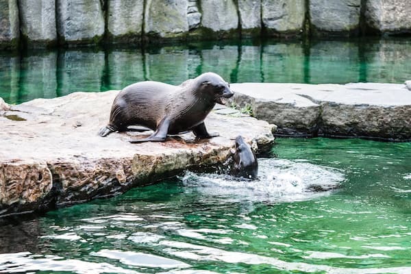 Steller sea lion sitting on a rock, Brown Fur Seals (Arctocephalus pusillus)