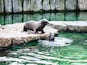 Sea Lion Aquatic Park