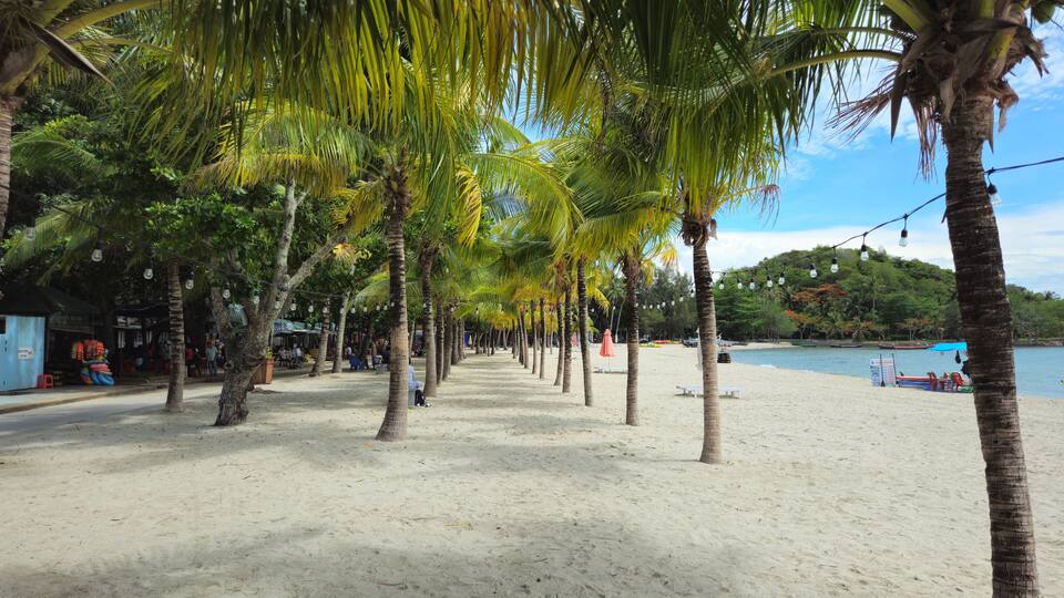 A beach lined with palm trees and a clear blue sky.