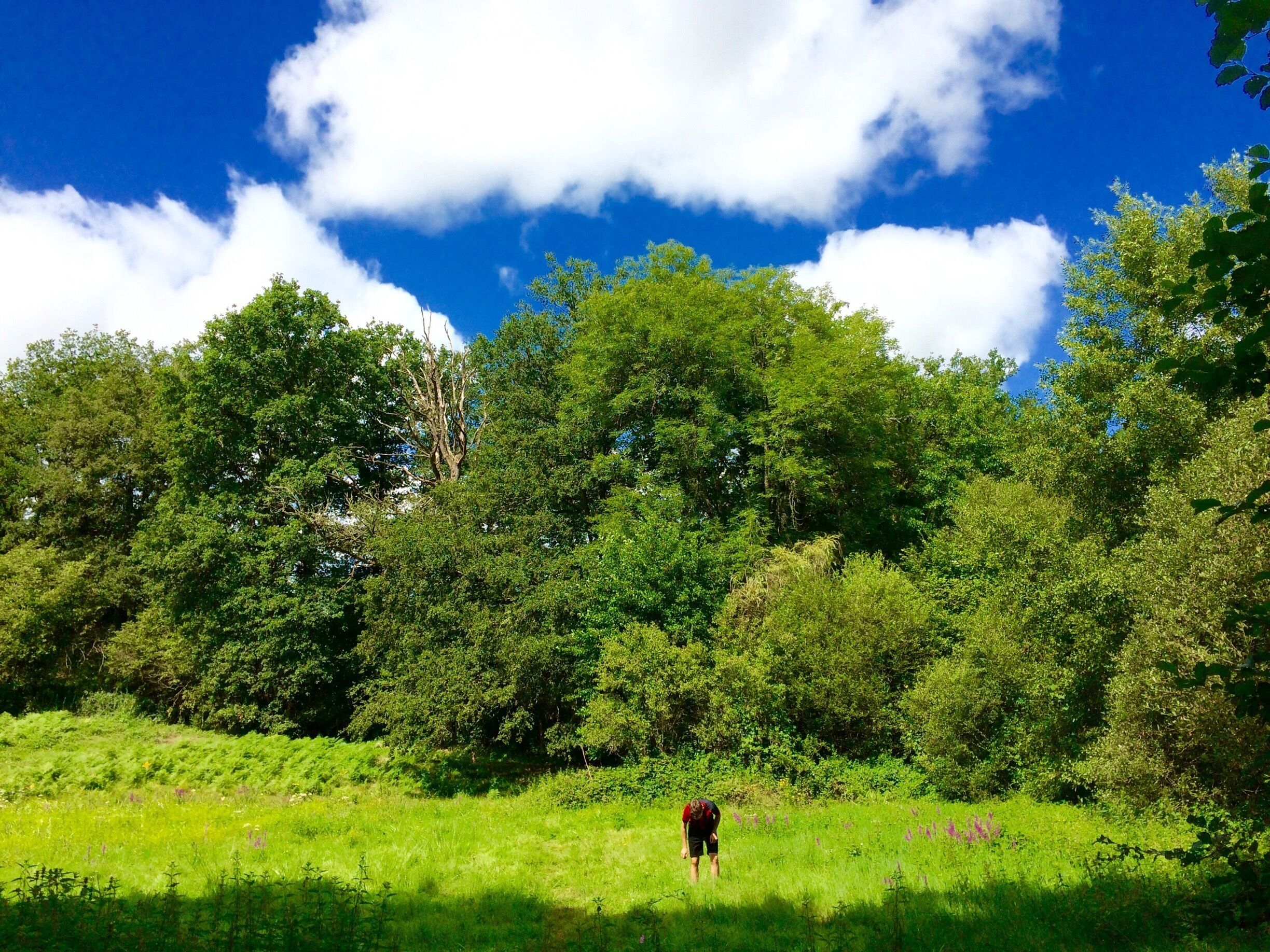 A lush green field with a person standing in the distance, surrounded by dense trees and a clear blue sky with clouds.