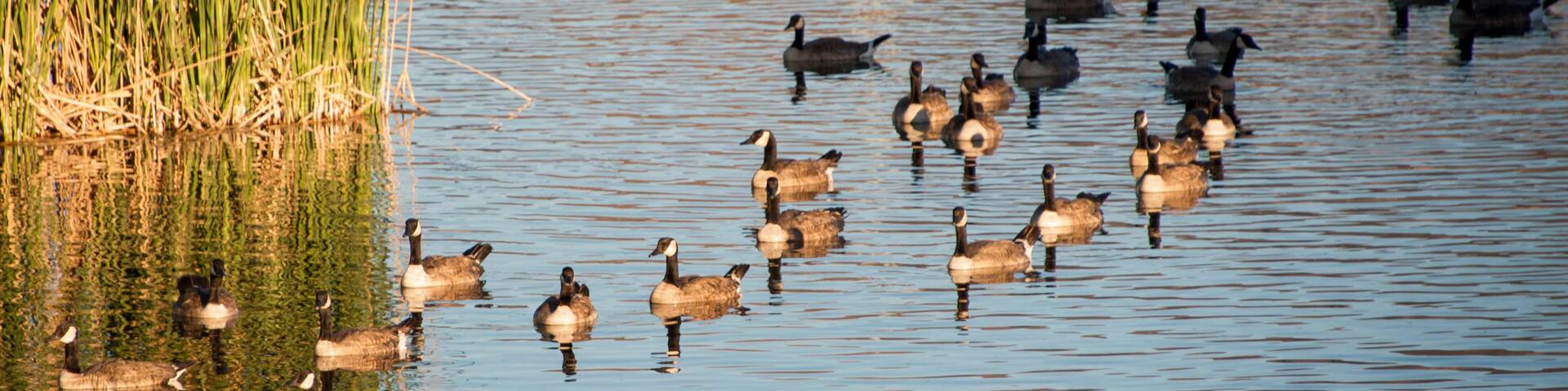 Canada Geese on Railroad Lake in Cornerstone Park, Henderson, NV.