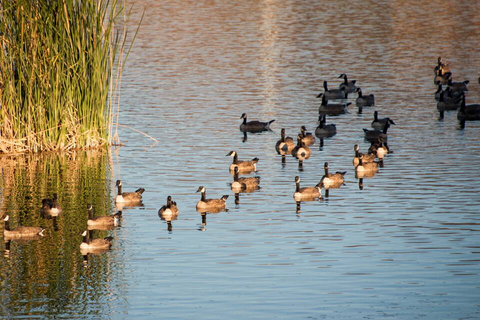 A group of ducks swimming in a calm body of water with tall grass on the left.