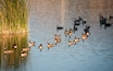 Canada Geese on Railroad Lake in Cornerstone Park, Henderson, NV.