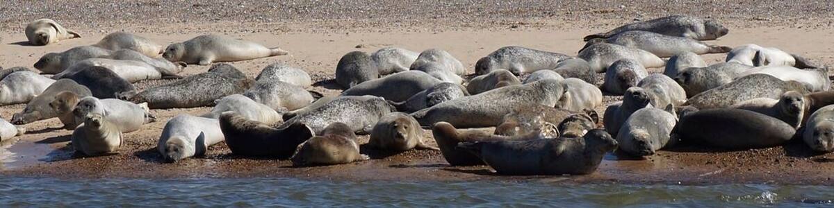 Take a boat trip to Blakeney Point to see the seals basking in the sun