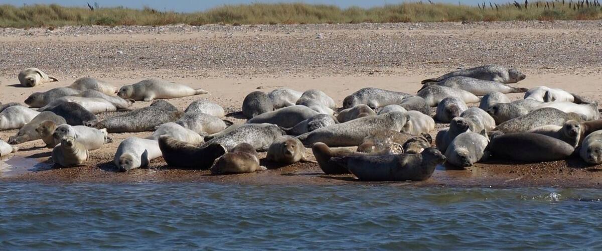Take a boat trip to Blakeney Point to see the seals basking in the sun