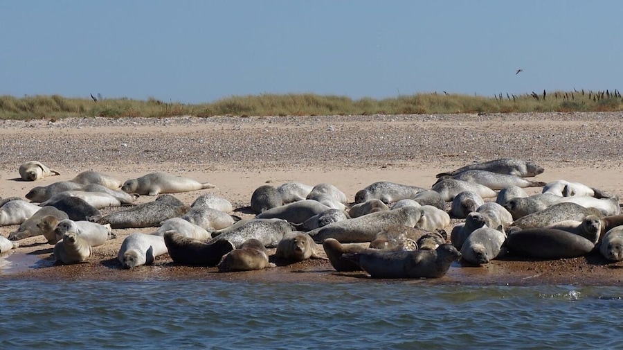 Take a boat trip to Blakeney Point to see the seals basking in the sun