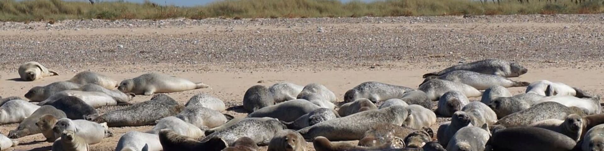 Take a boat trip to Blakeney Point to see the seals basking in the sun