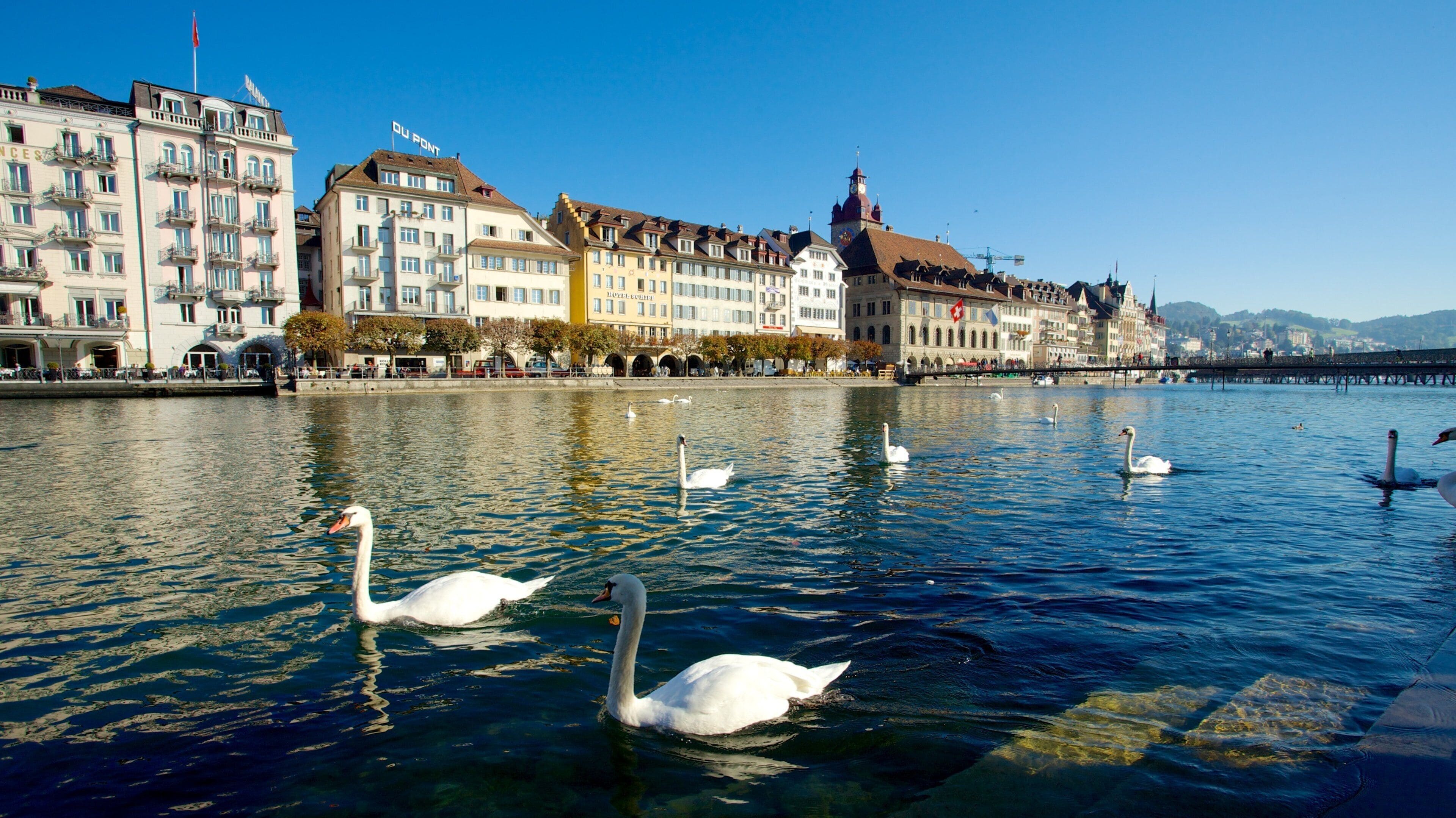 Old Town Lucerne which includes bird life and a river or creek