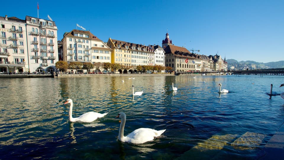 Old Town Lucerne which includes bird life and a river or creek