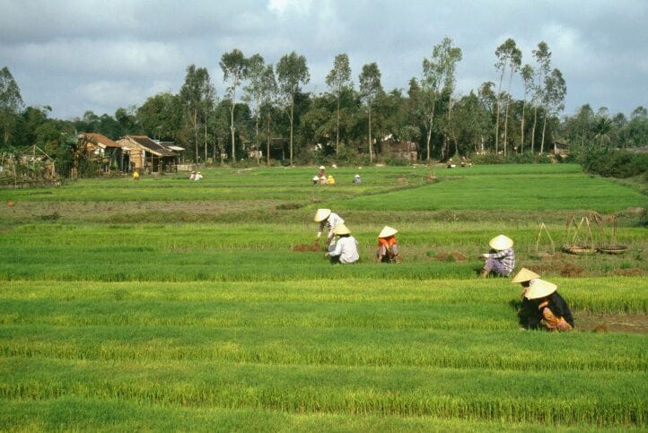 Farmers working in rice fields outside Danang, Vietnam