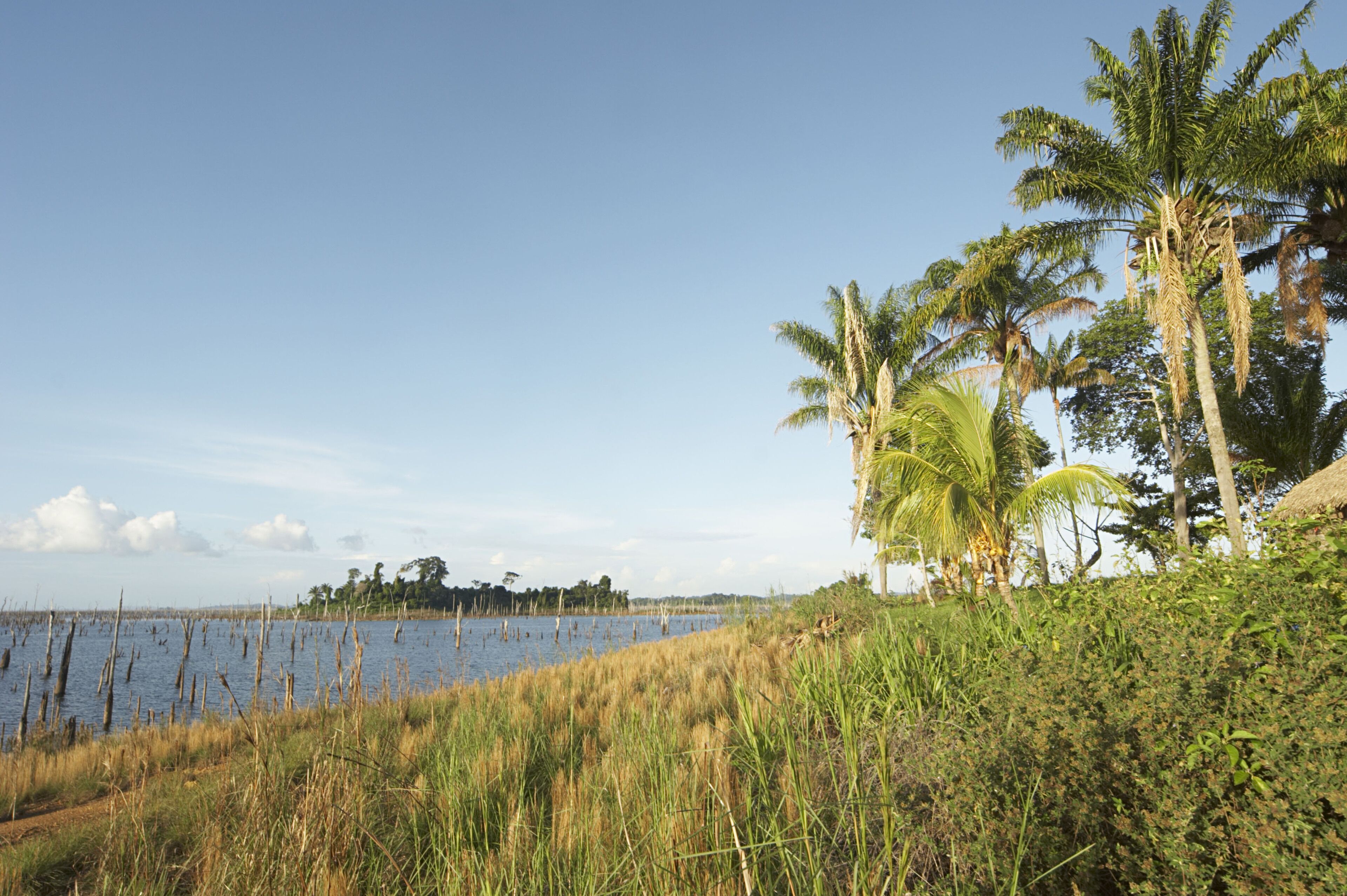 A coastal landscape with a clear sky, a body of water, and palm trees.