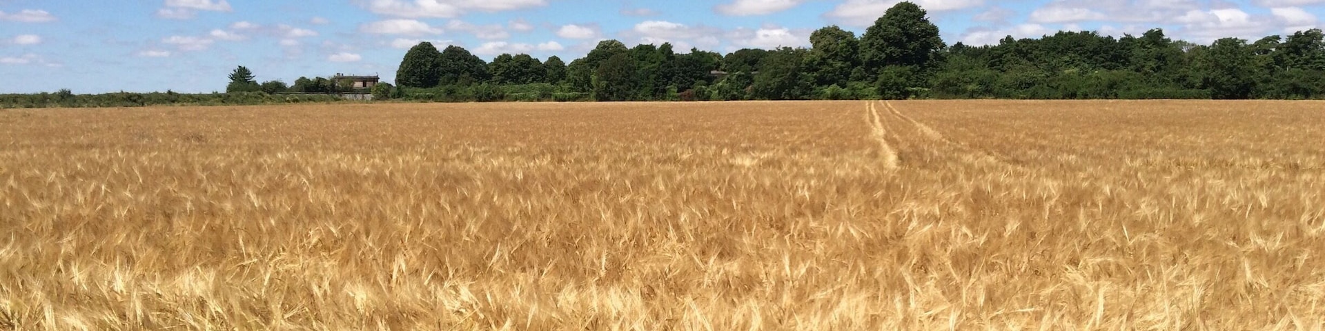 Summer in France