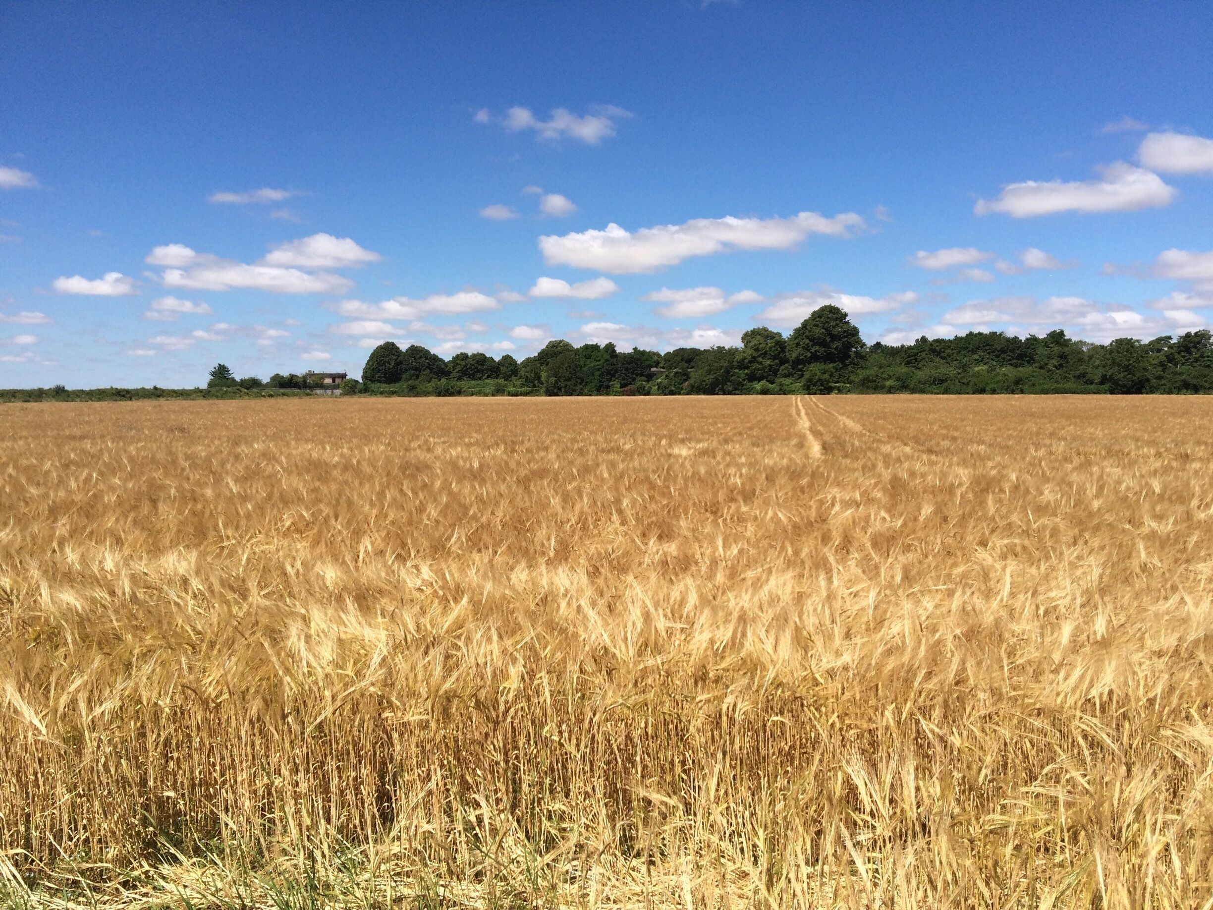 A golden wheat field under a clear blue sky.
