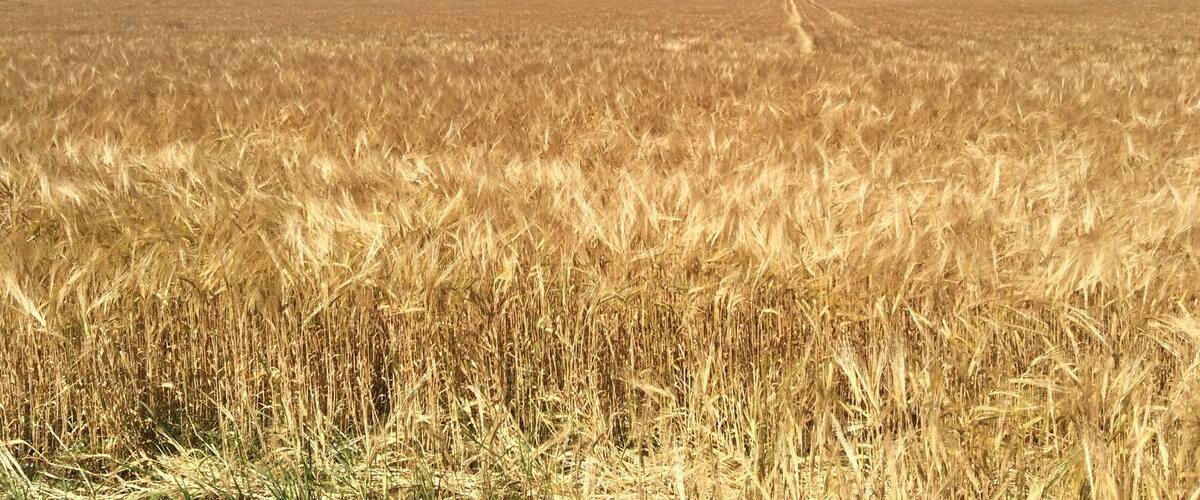 A golden wheat field under a clear blue sky.