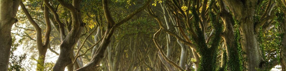 The Dark Hedges Northern Ireland