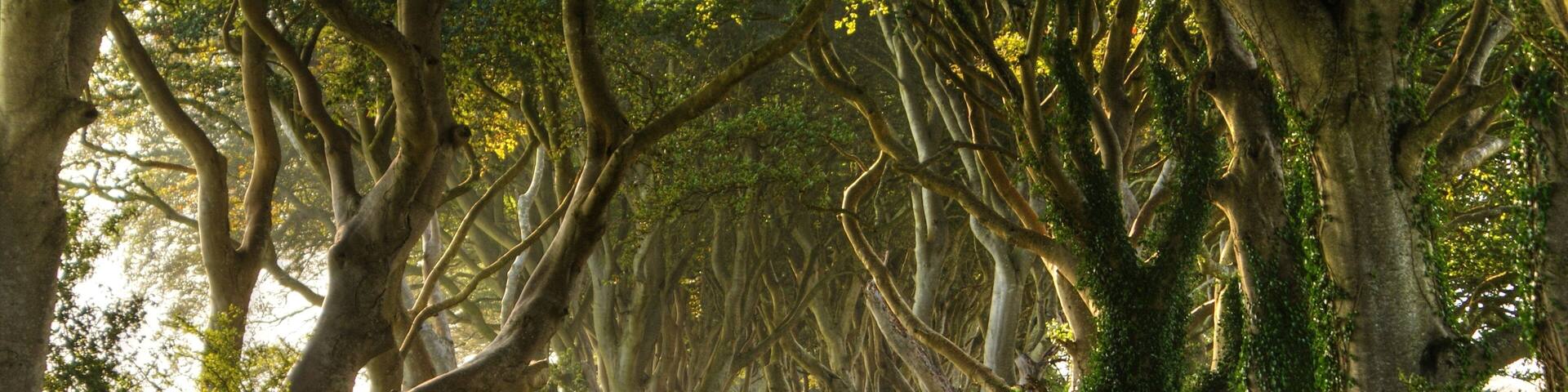 The Dark Hedges Northern Ireland