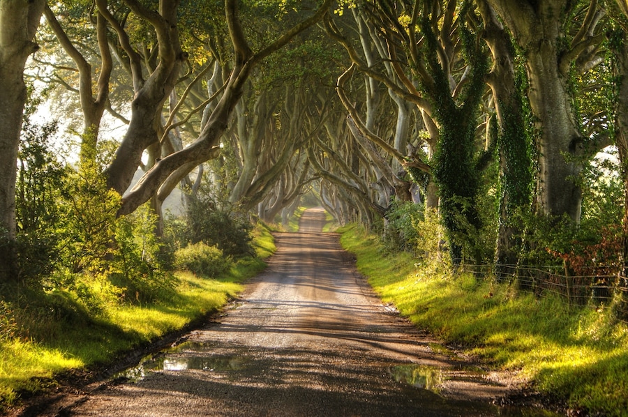 The Dark Hedges Northern Ireland