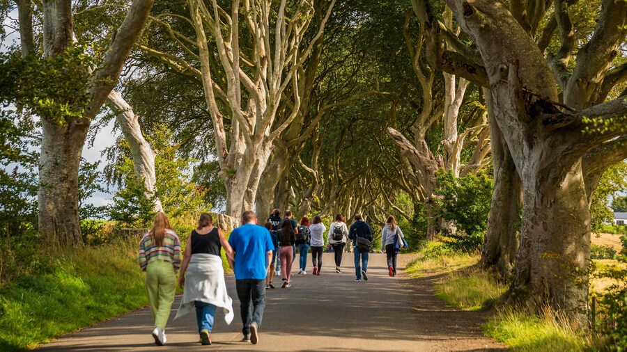 The Dark Hedges which includes a park as well as a small group of people