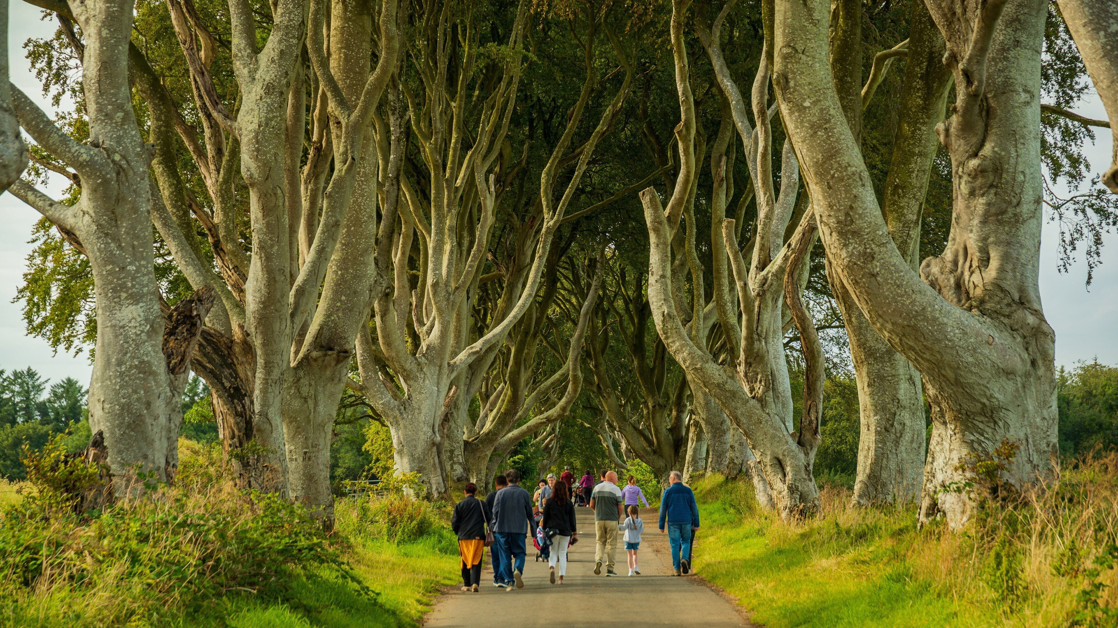 The Dark Hedges which includes a garden as well as a small group of people
