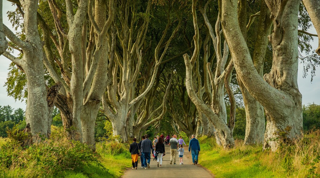 The Dark Hedges which includes a garden as well as a small group of people