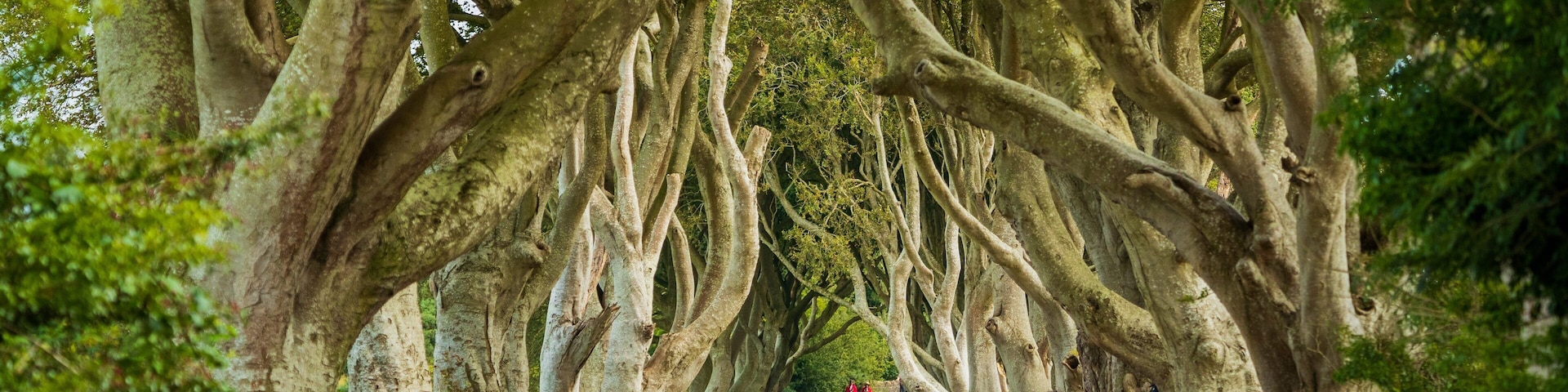 The Dark Hedges which includes a garden as well as a family