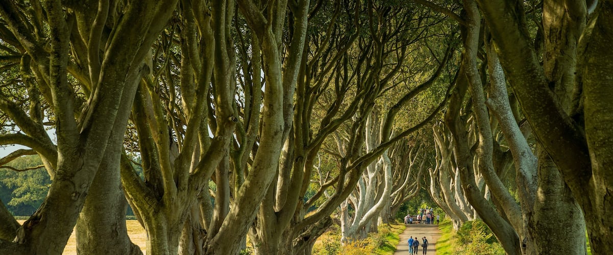 The Dark Hedges featuring a park
