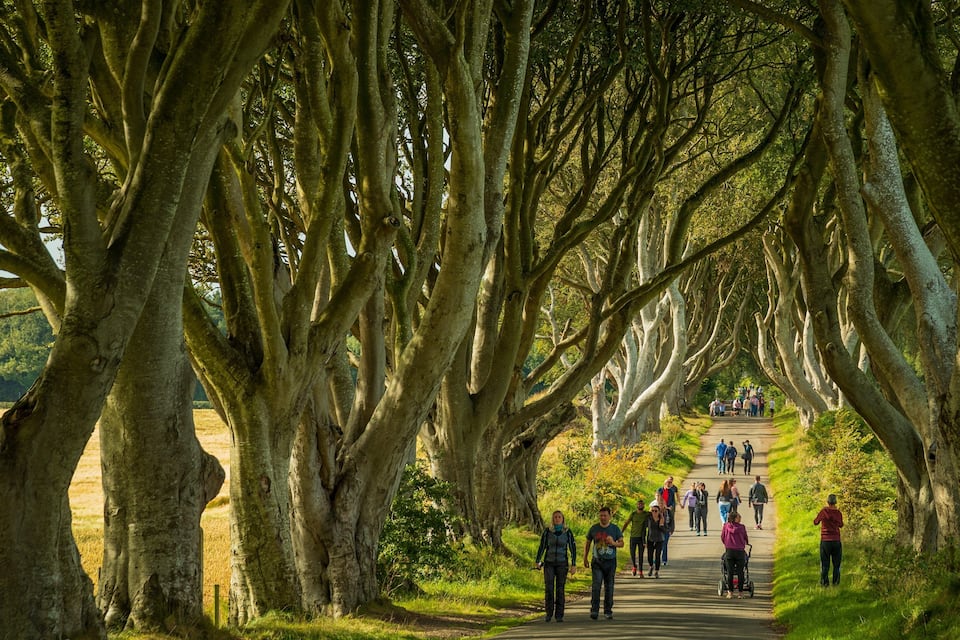 A pathway lined with large trees, a group of people walking, and a hill in the background.