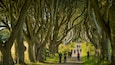 The Dark Hedges featuring a park